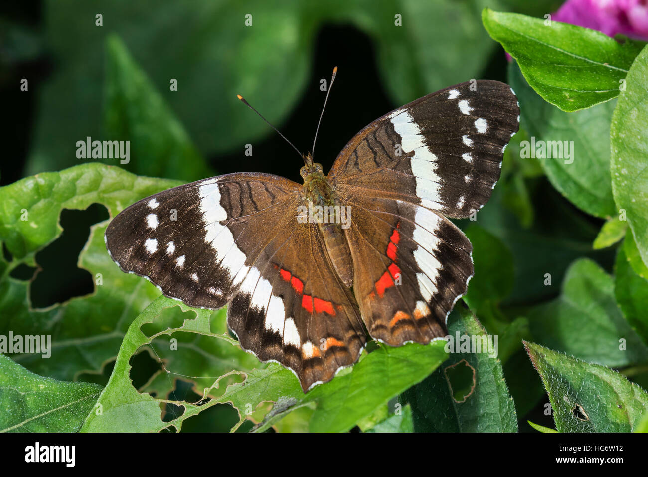 Banded peacock or Fatima butterfly (Anartia Fatima), Belize, Central America Stock Photo
