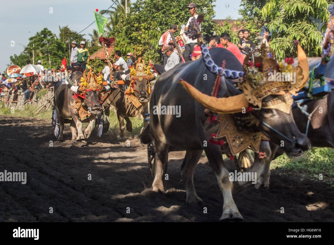 Decorated buffalo racing at Makepung in Bali Stock Photo