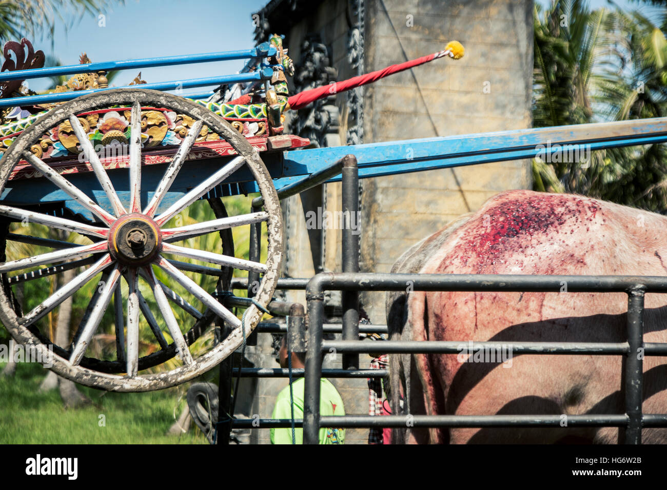 Buffalo wounded after finishing the Makepung race meet at Jembrana in Bali Stock Photo
