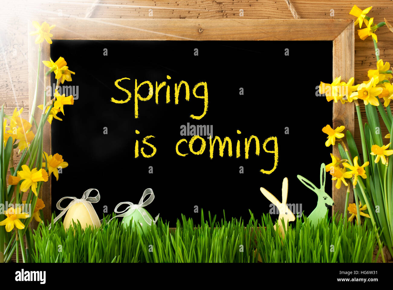 Sunny Narcissus, Easter Egg, Bunny, Text Spring Is Coming Stock Photo