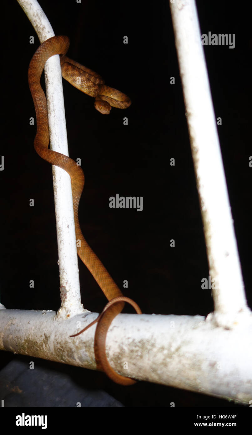 Night tiger snake (Boiga irregularis) climbing on stairs railing of Queenslander house, Edge Hill, Cairns, Queensland, Australia Stock Photo