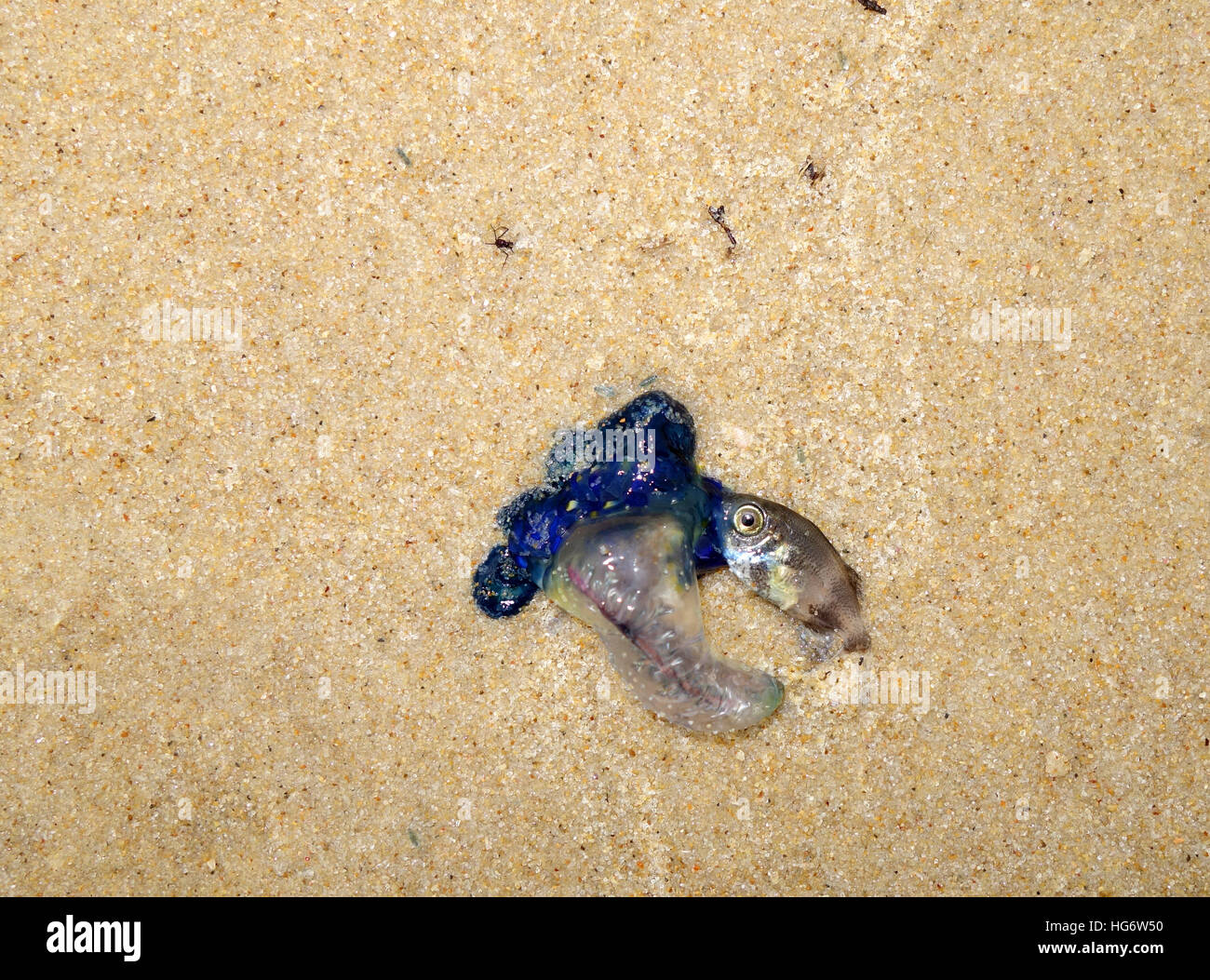 Physalia jellyfish with captured prey fish washed up on beach, Sunshine Beach, Sunshine Coast, Queensland, Australia Stock Photo