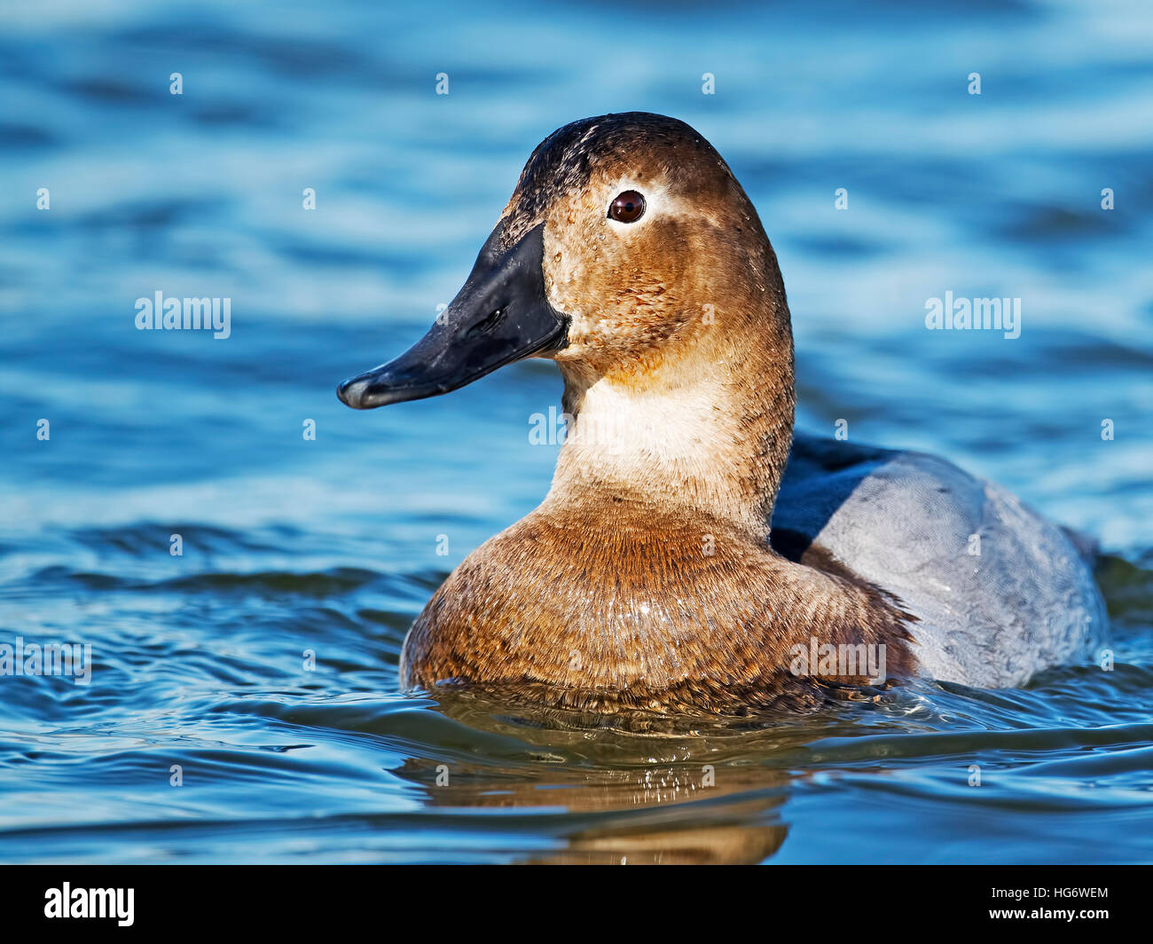 Female Canvasback Duck Stock Photo Alamy
