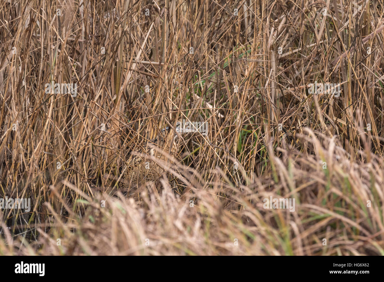 A Bittern walking on the edge of a reed bed Stock Photo - Alamy