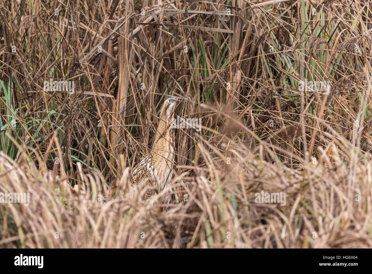 A Bittern walking on the edge of a reed bed Stock Photo - Alamy