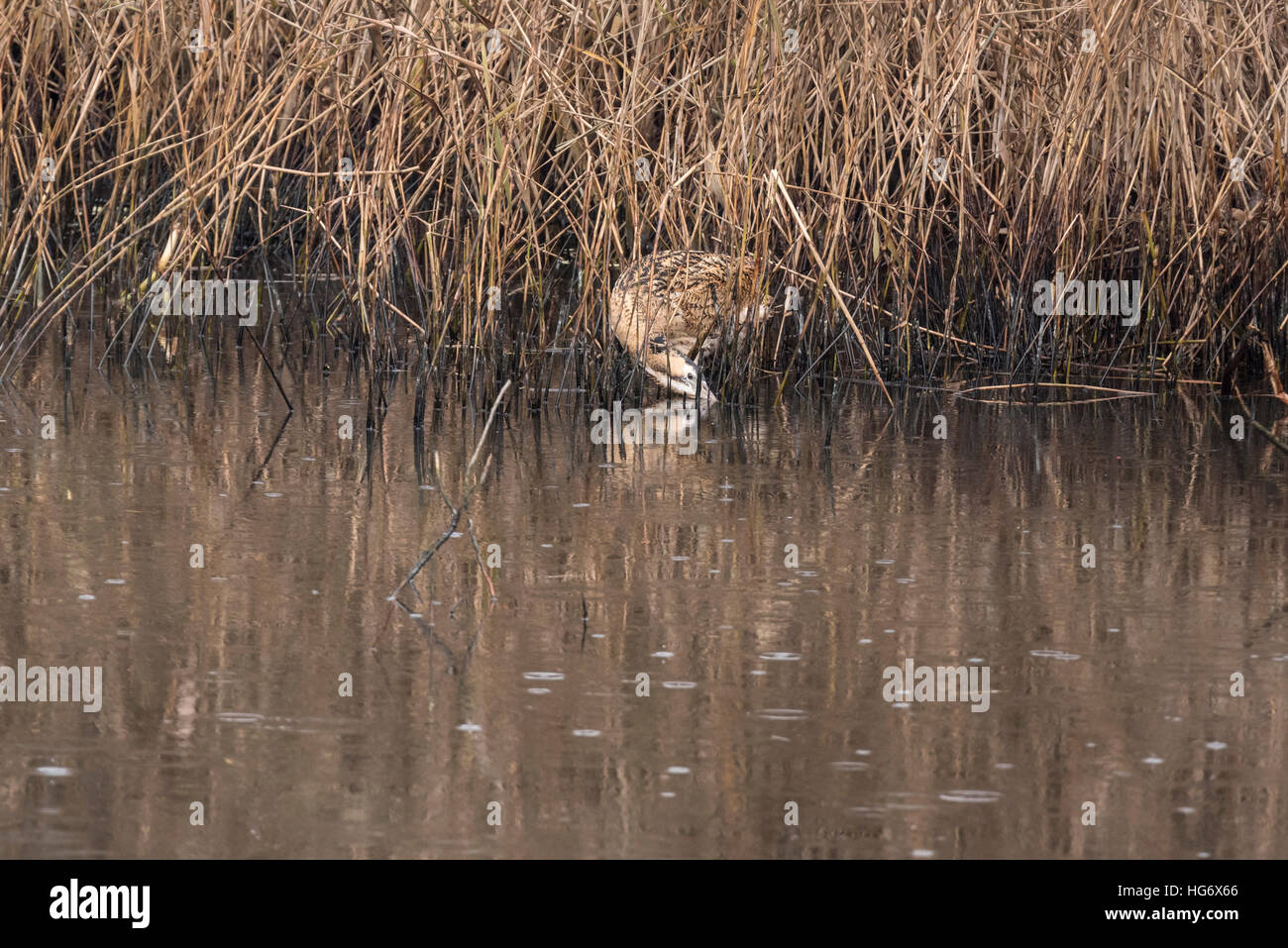 A Bittern foraging on the edge of a reed bed Stock Photo - Alamy