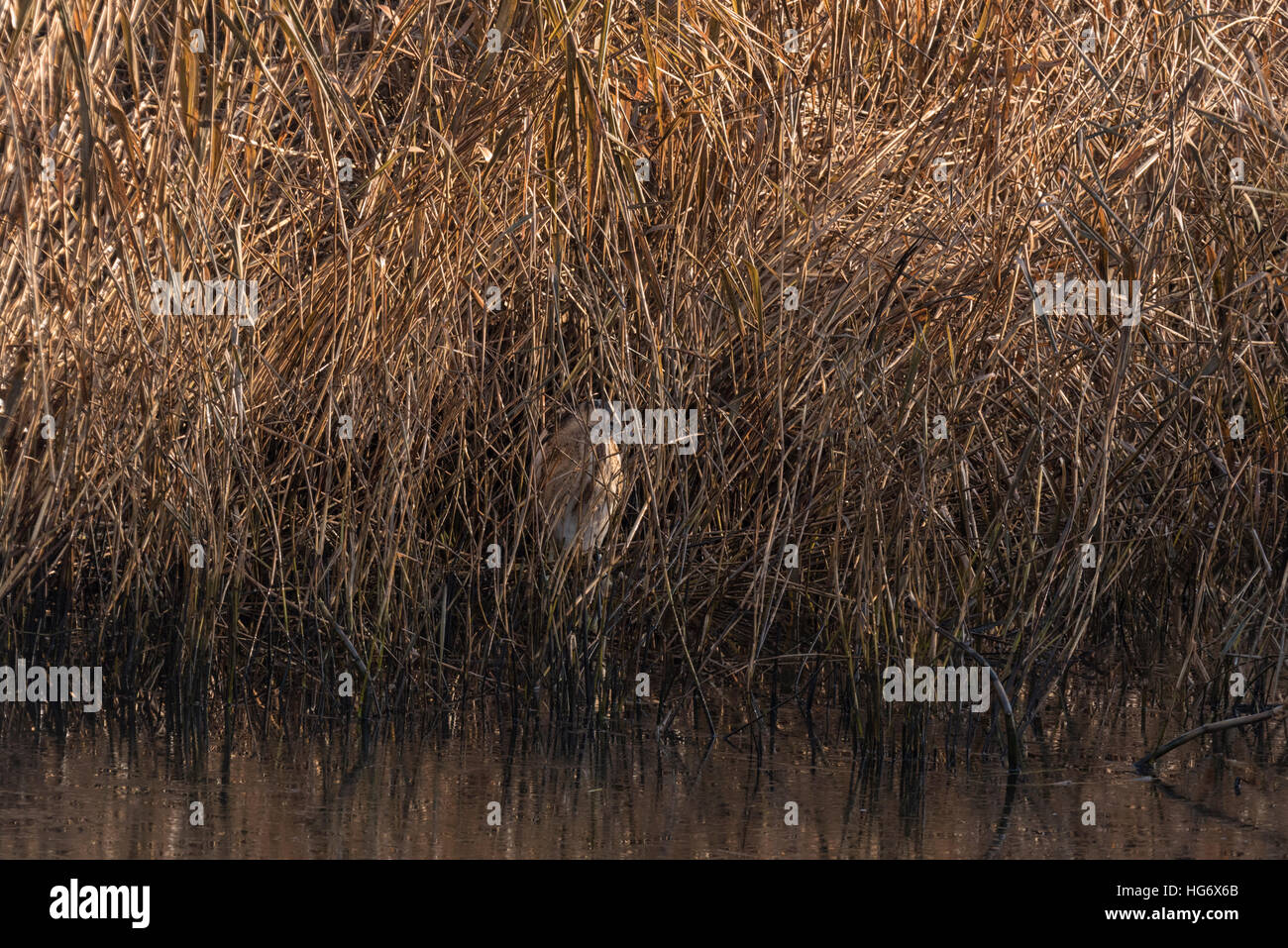Edge of reed bed hi-res stock photography and images - Alamy