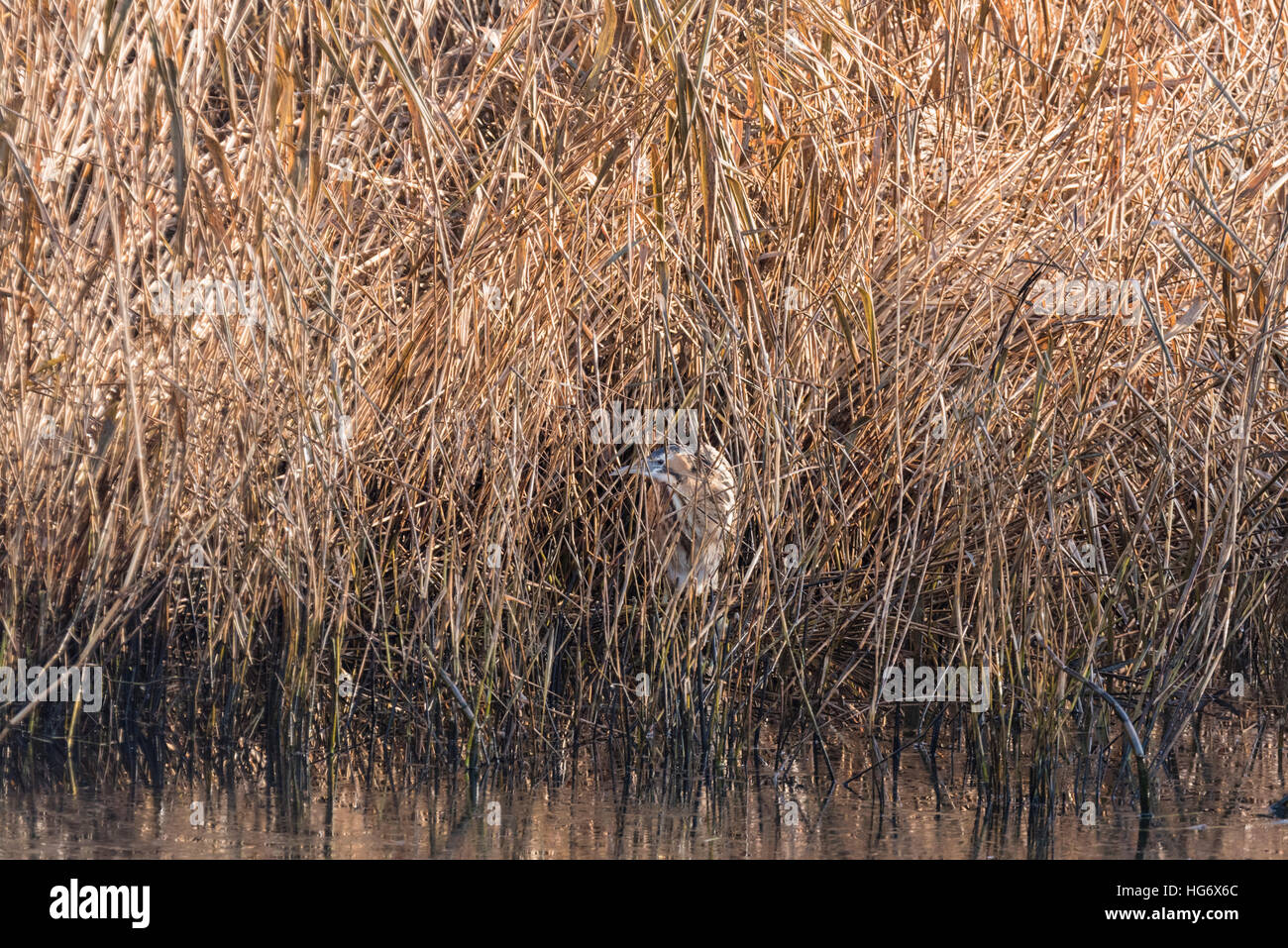 A Bittern foraging on the edge of a reed bed Stock Photo - Alamy