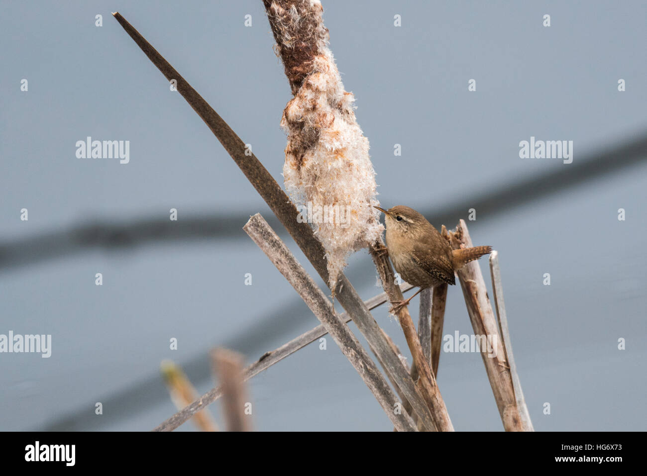 A Wren foraging on a bulrush Stock Photo