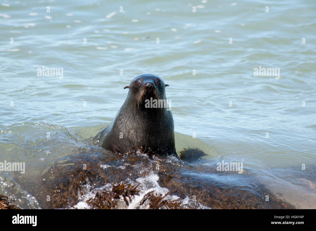 New Zealand Fur Seal sitting in the Pacific Ocean at the coast of Abel