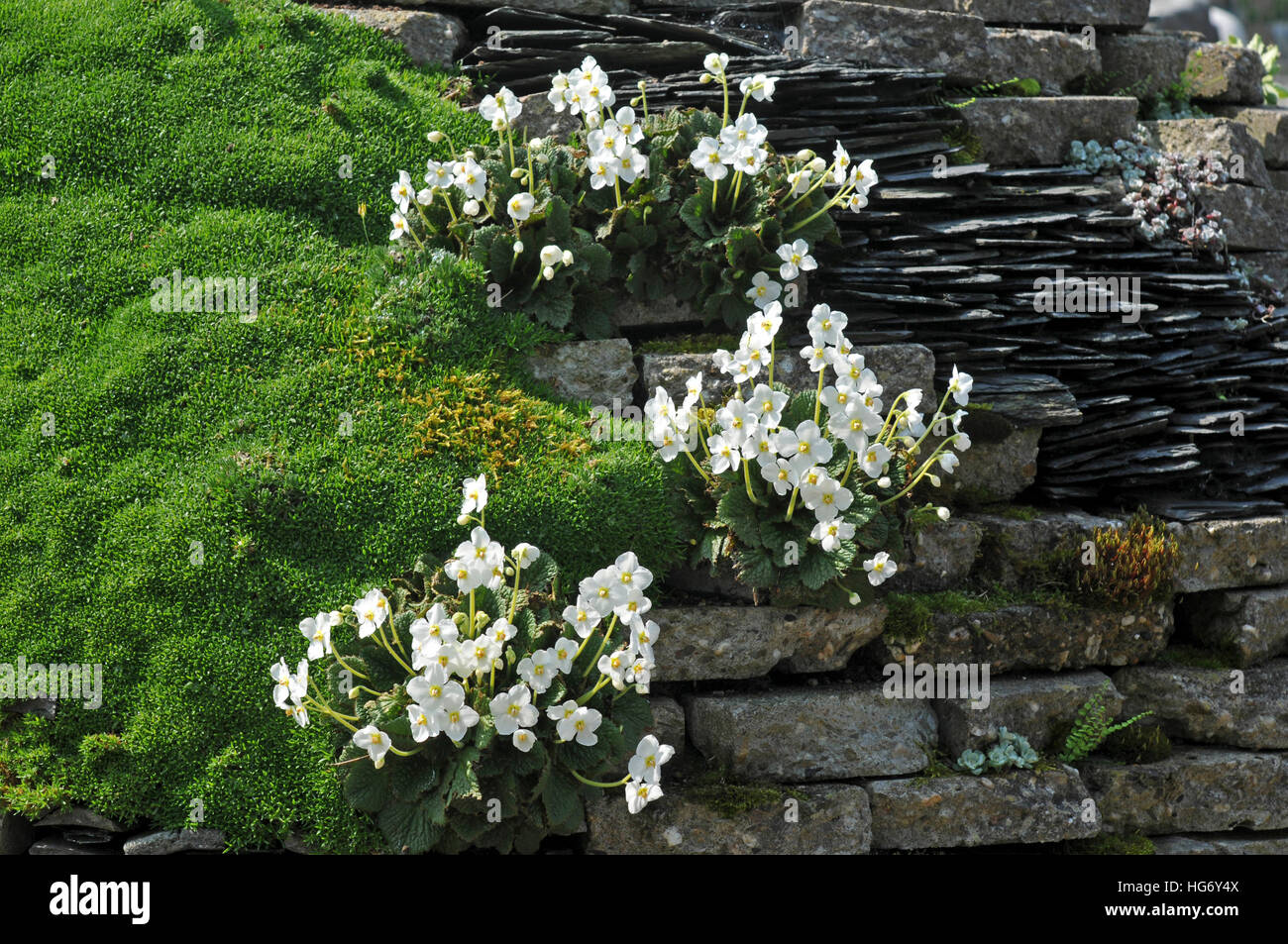 Ramonda nathaliae 'Alba' Stock Photo