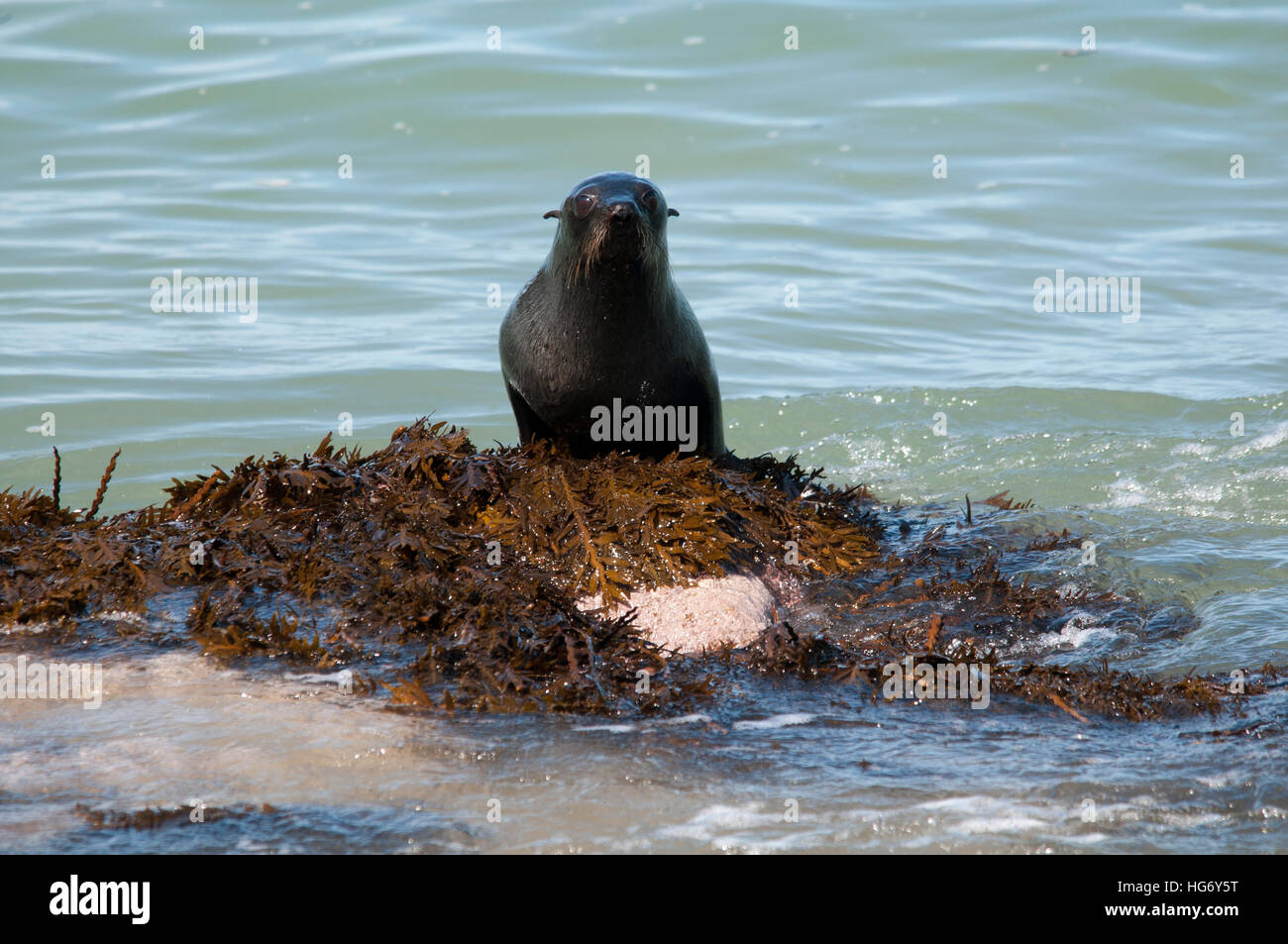 New Zealand Fur Seal sitting in the Pacific Ocean at the coast of Abel