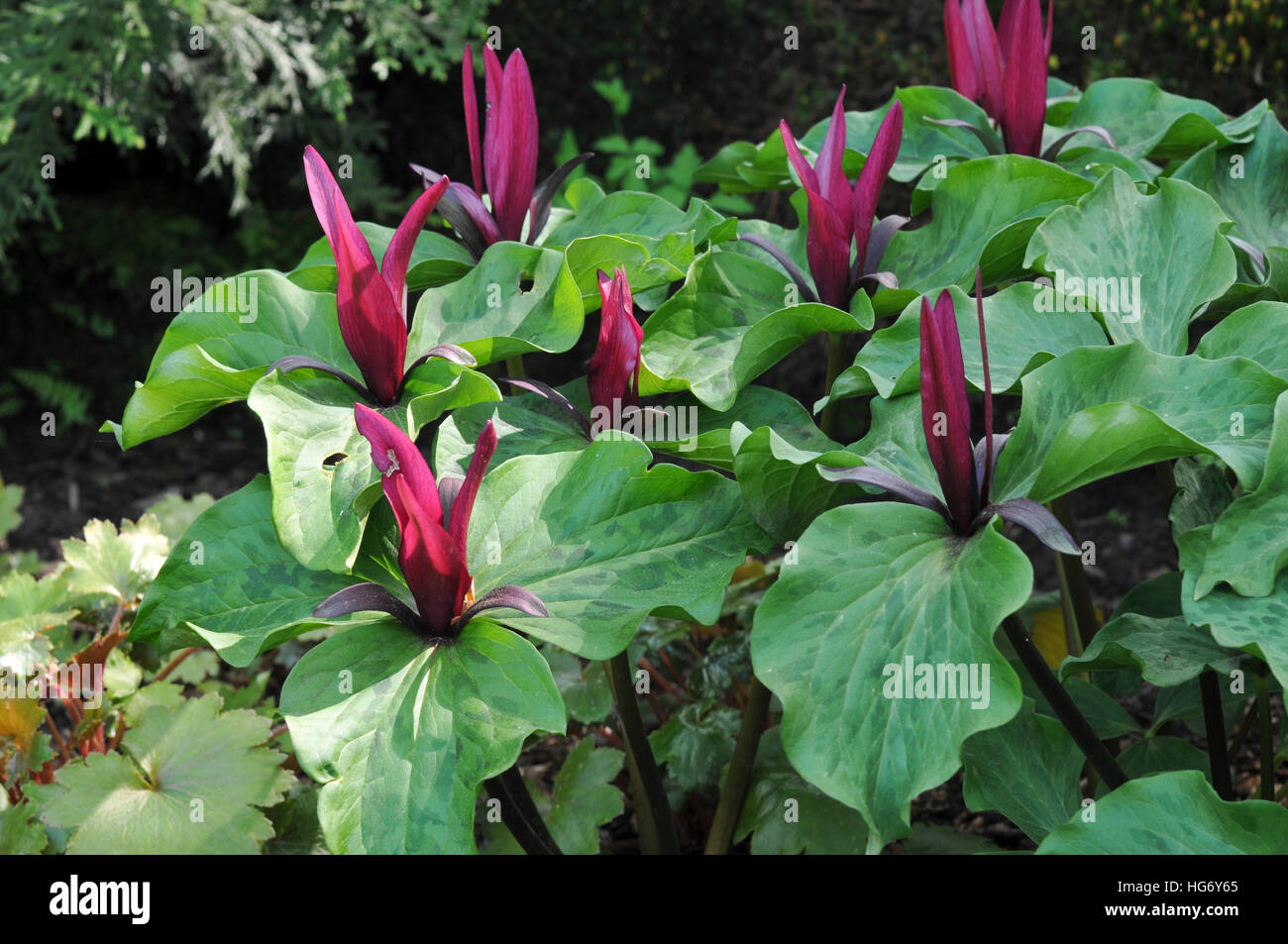 Giant Trillium, Gaint Wakerobin Stock Photo