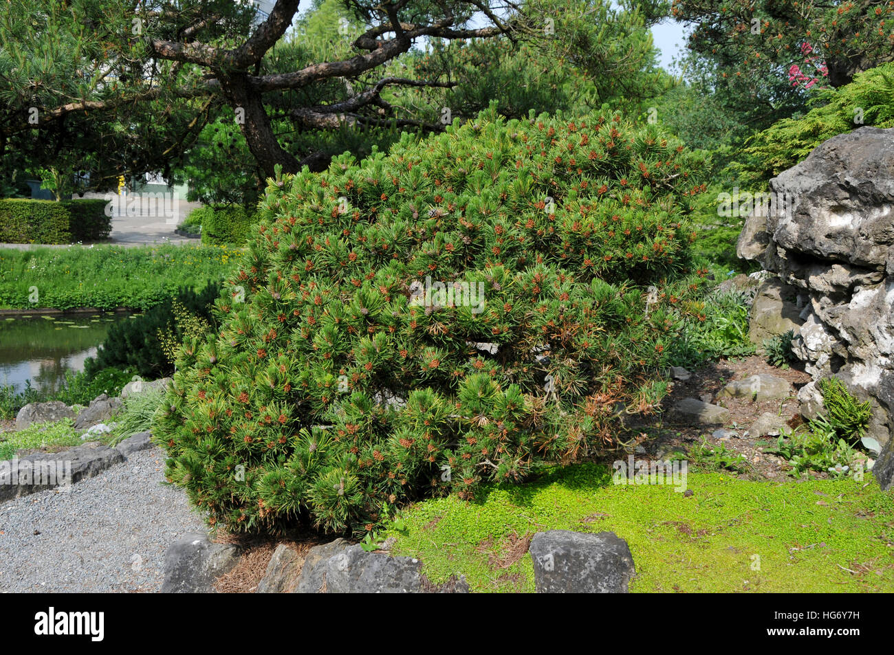 Pinus mugo Stock Photo