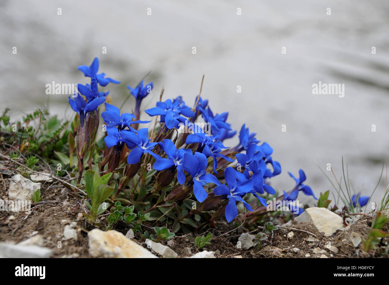 Gentiana verna Stock Photo