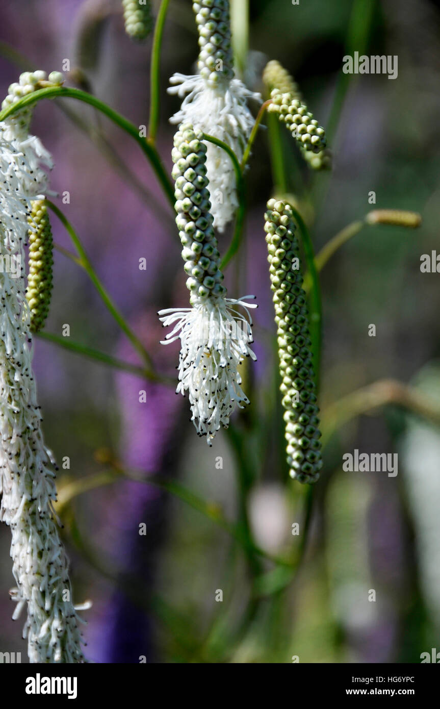 Sanguisorba tenuifolia 'Alba' Stock Photo