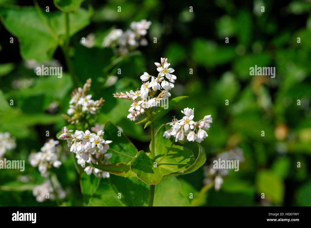 Duckwheat hires stock photography and images Alamy