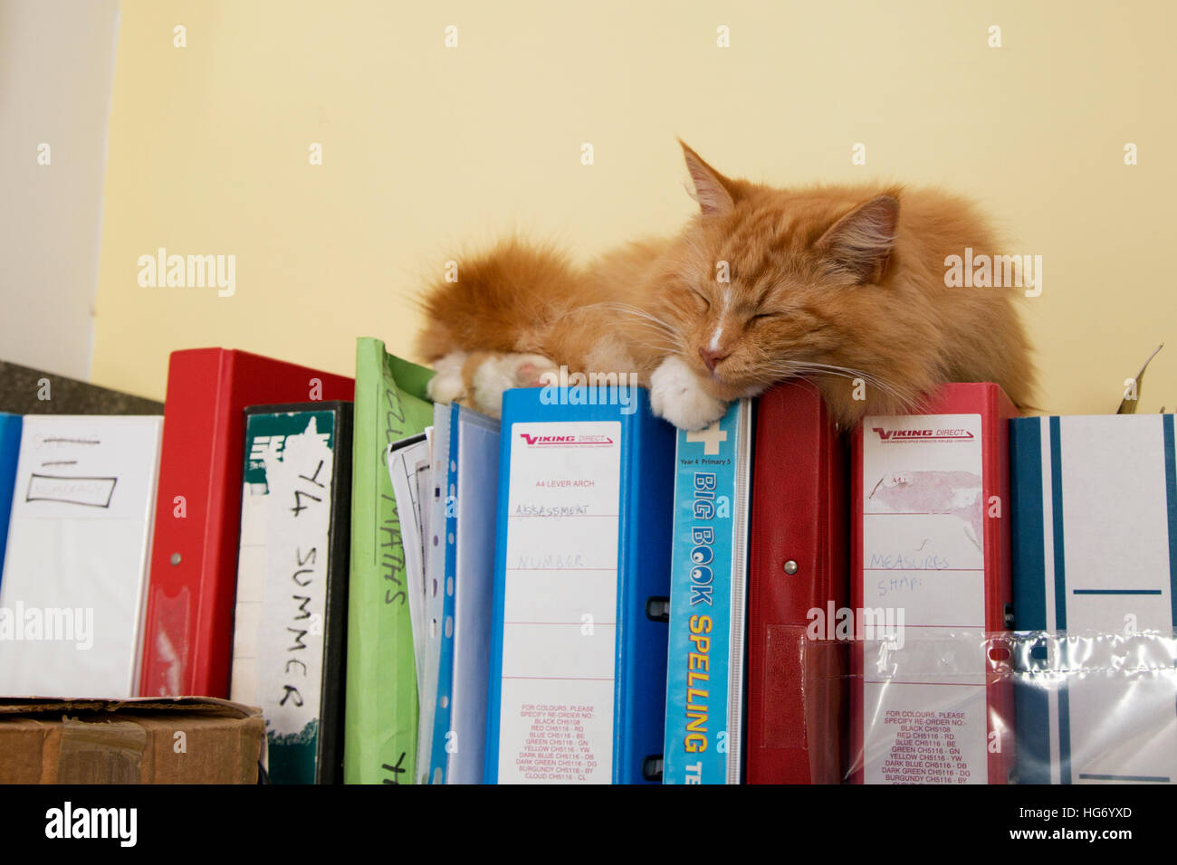 A ginger kitten/cat sleeps on top of box files. Stock Photo