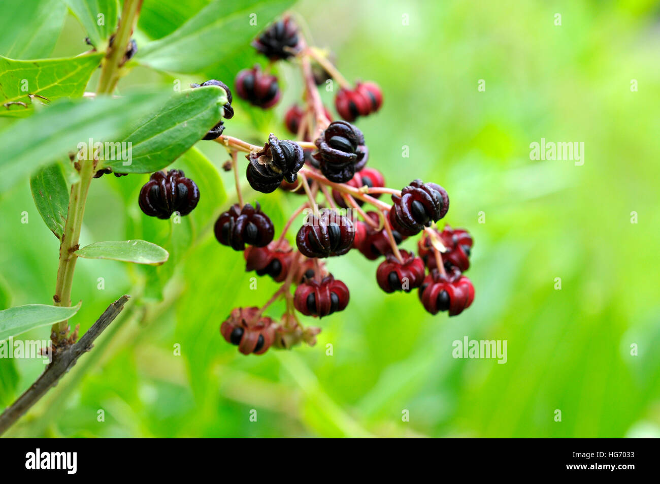 The fruits of Coriaria myrtifolia Stock Photo - Alamy