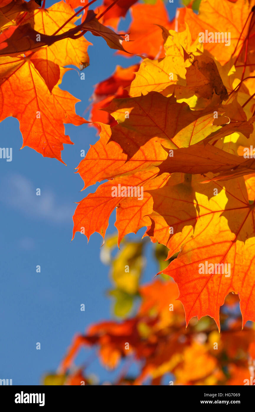 Sun shining through red, yellow and orange autumn leaves Stock Photo