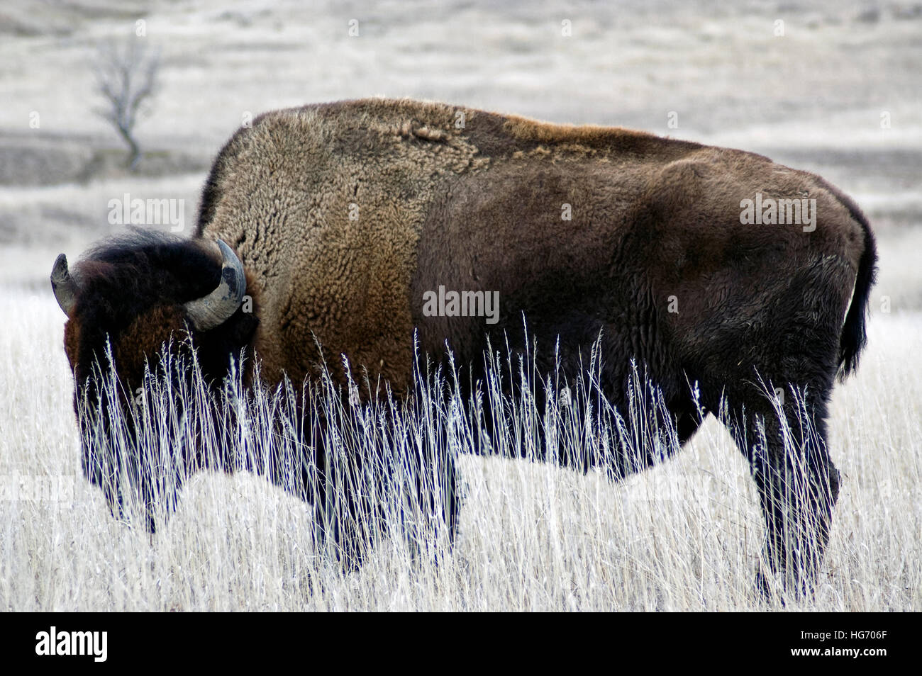 Male Buffalo standing still, grazing, in the long grass Stock Photo