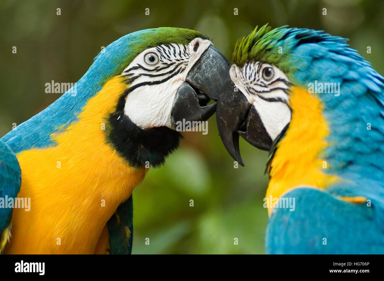Closeup of Two blue and yellow male and female Macaws parrots kissing Stock Photo