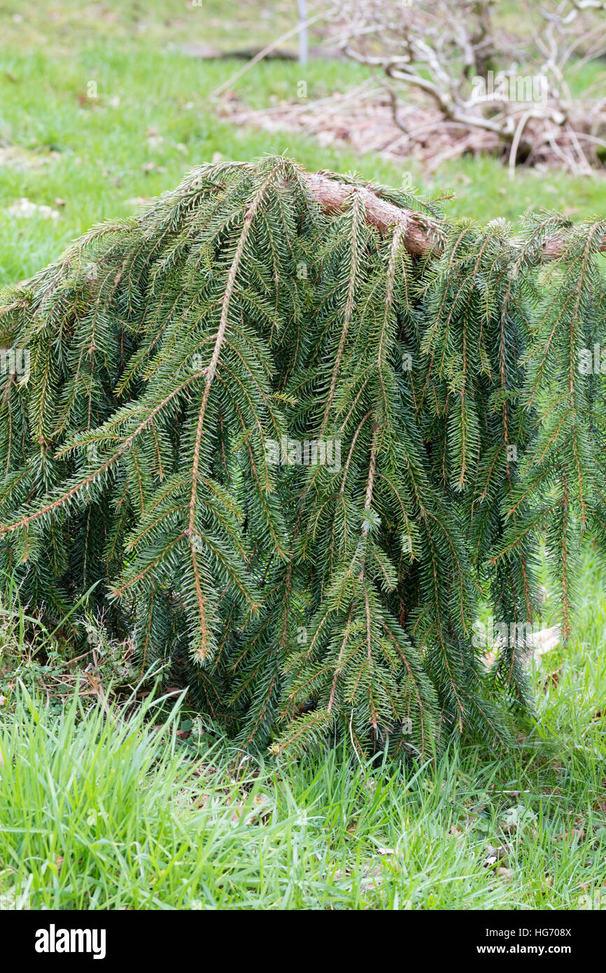 Hanging branches of the evergreen weeping spruce, Picea omorika 'Pendula' Stock Photo