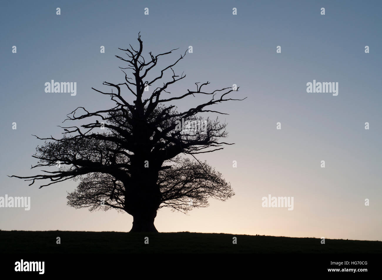 Old oak tree silhouette hi-res stock photography and images - Alamy