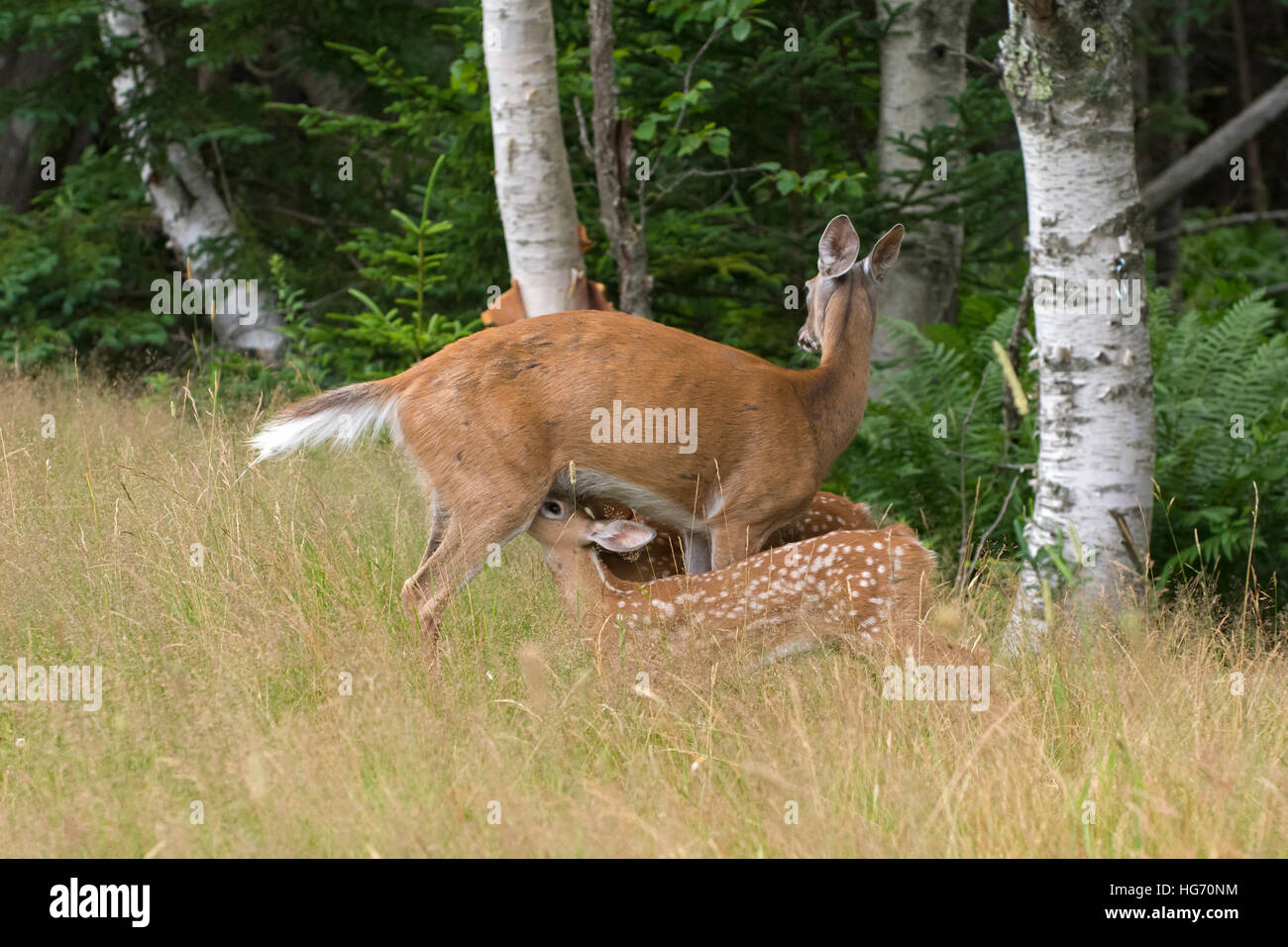 White-tailed Deer (Odocoileus virginianus). Mother nursing fawn. Acadia National Park, Maine, USA. Stock Photo