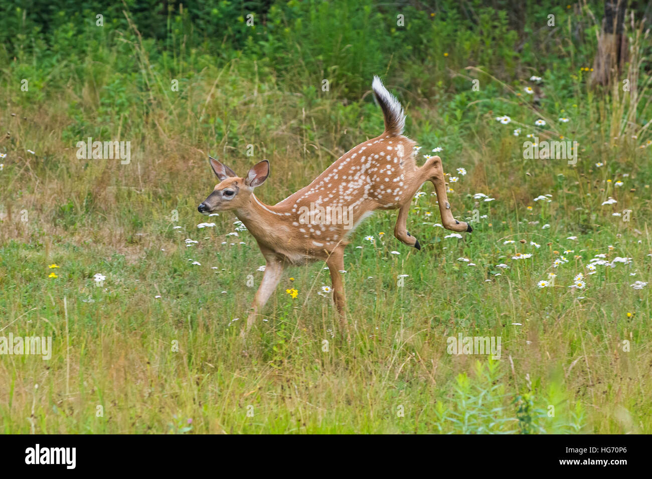 White-tailed Deer (Odocoileus virginianus). Fawn playing. Acadia National Park, Maine, USA. Stock Photo