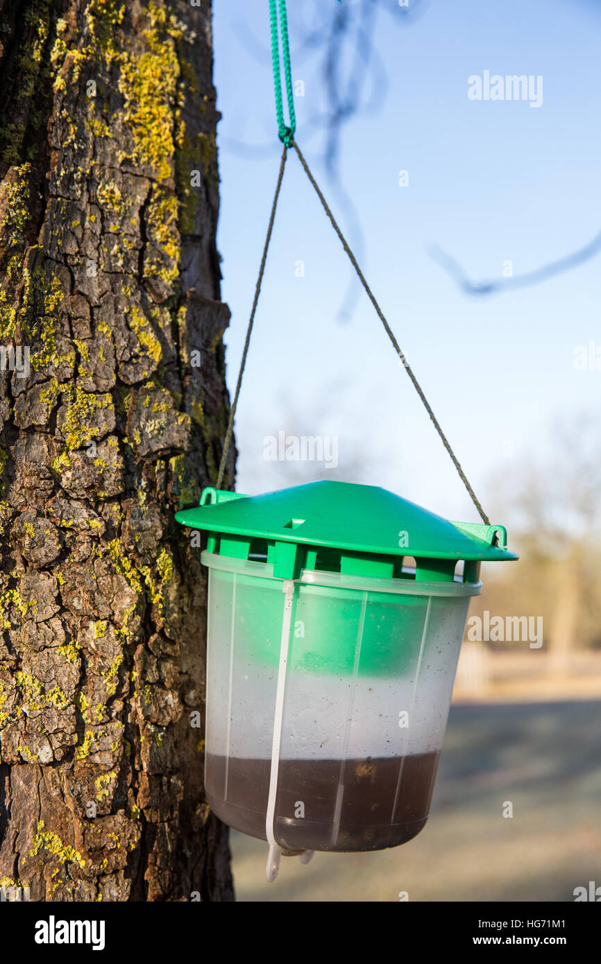 Windsor, UK. 5th January, 2017. A pheromone lurebased leafminer moth