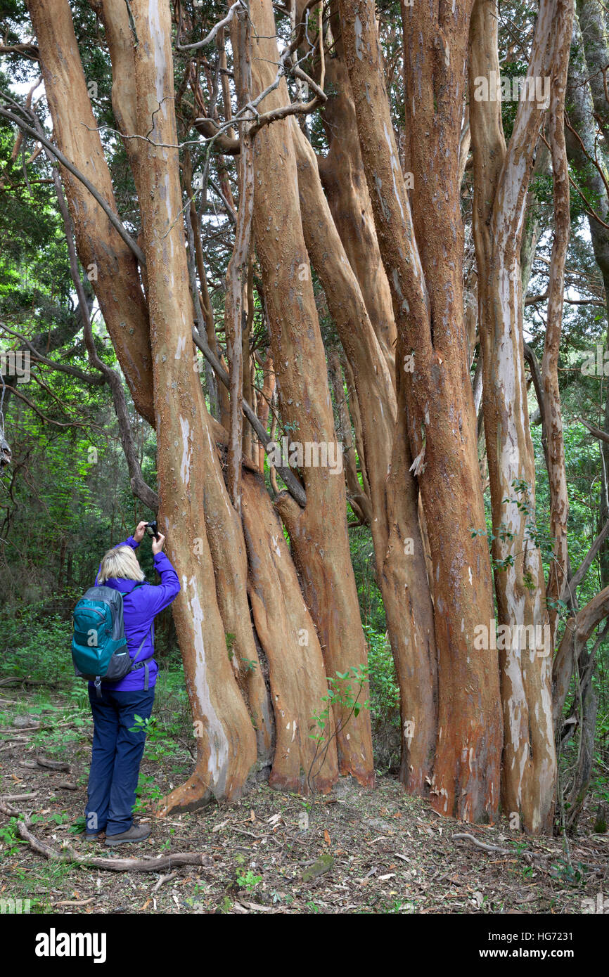 Arrayan trees in Parque Nacional Los Arrayanes, Villa La Angostura, Nahuel Huapi National Park, The Lake District, Argentina Stock Photo