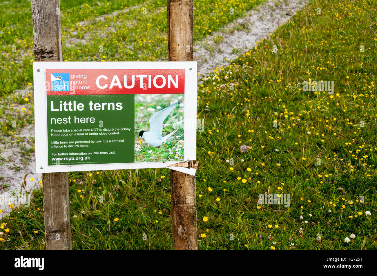 RSPB sign warns against disturbing the nests of little terns on Berneray in the Outer Hebrides. Stock Photo