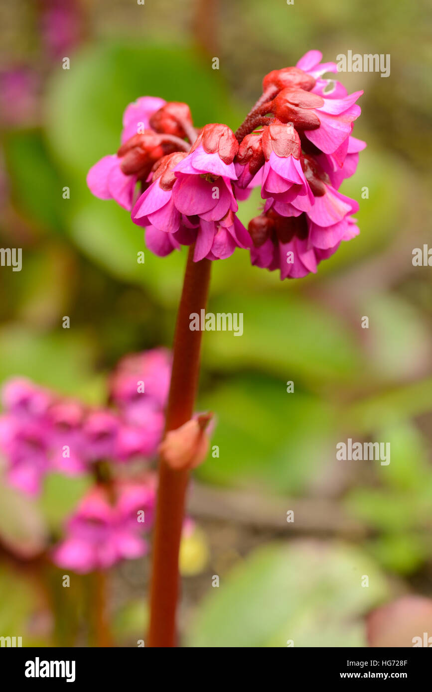 Pink Bergenia 'overture' garden plant Stock Photo - Alamy