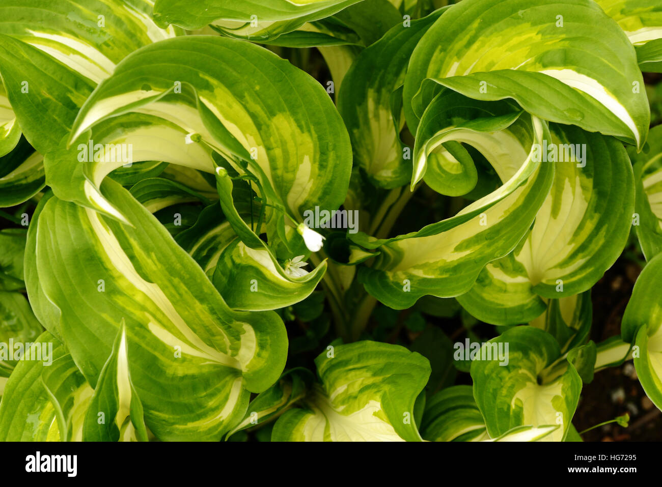 Hosta Fire And Ice Stock Photo Alamy