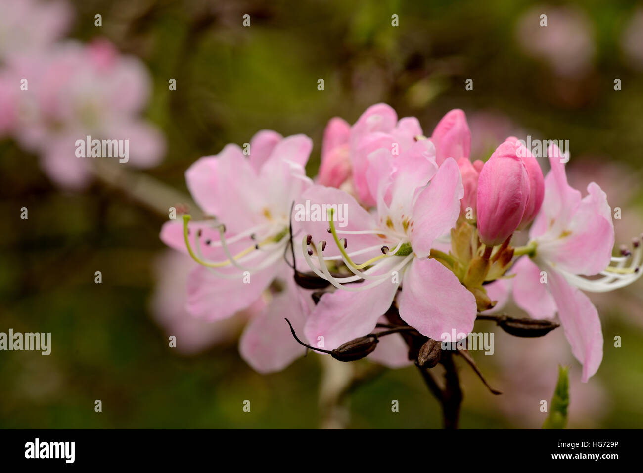 Pink Azalea arborescens - Rhododendron 'Arborescens' - family Ericaceae Stock Photo