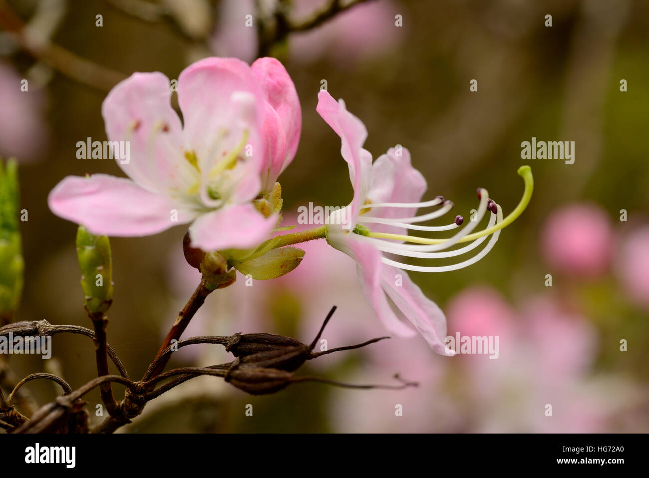 Beautiful pink Azalea arborescens - Rhododendron 'Arborescens' - family Ericaceae close up. Stock Photo