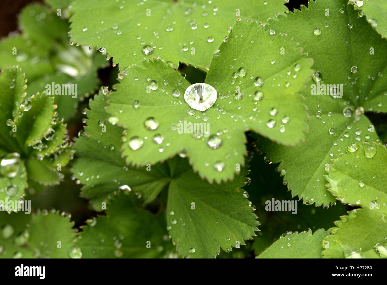 water droplets on green plant leafs. Stock Photo