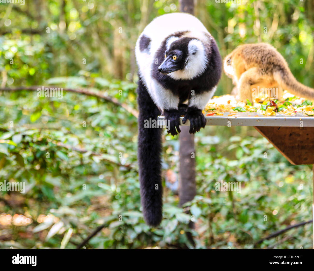 Ruffled Lemur at primate rescue center near Plettenberg Bay, South Africa Stock Photo