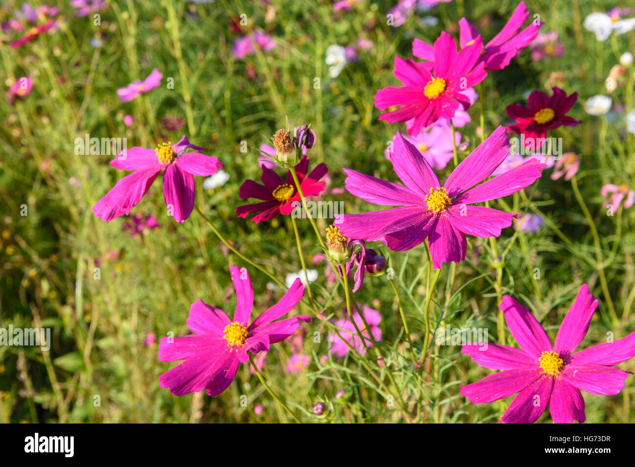 Pink cosmos flower farm hi-res stock photography and images - Alamy