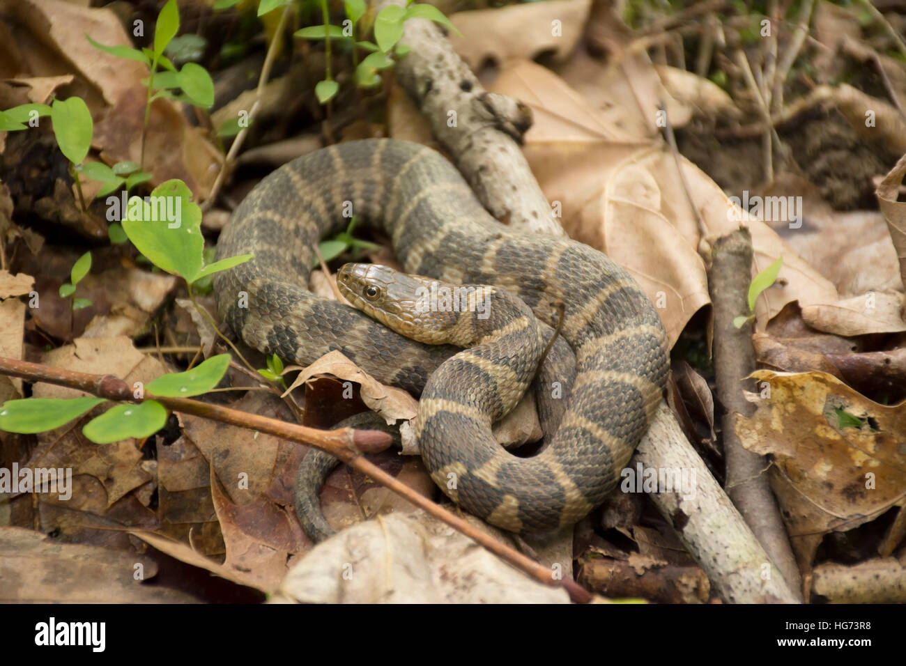 A Northern water snake on a forest floor. Stock Photo