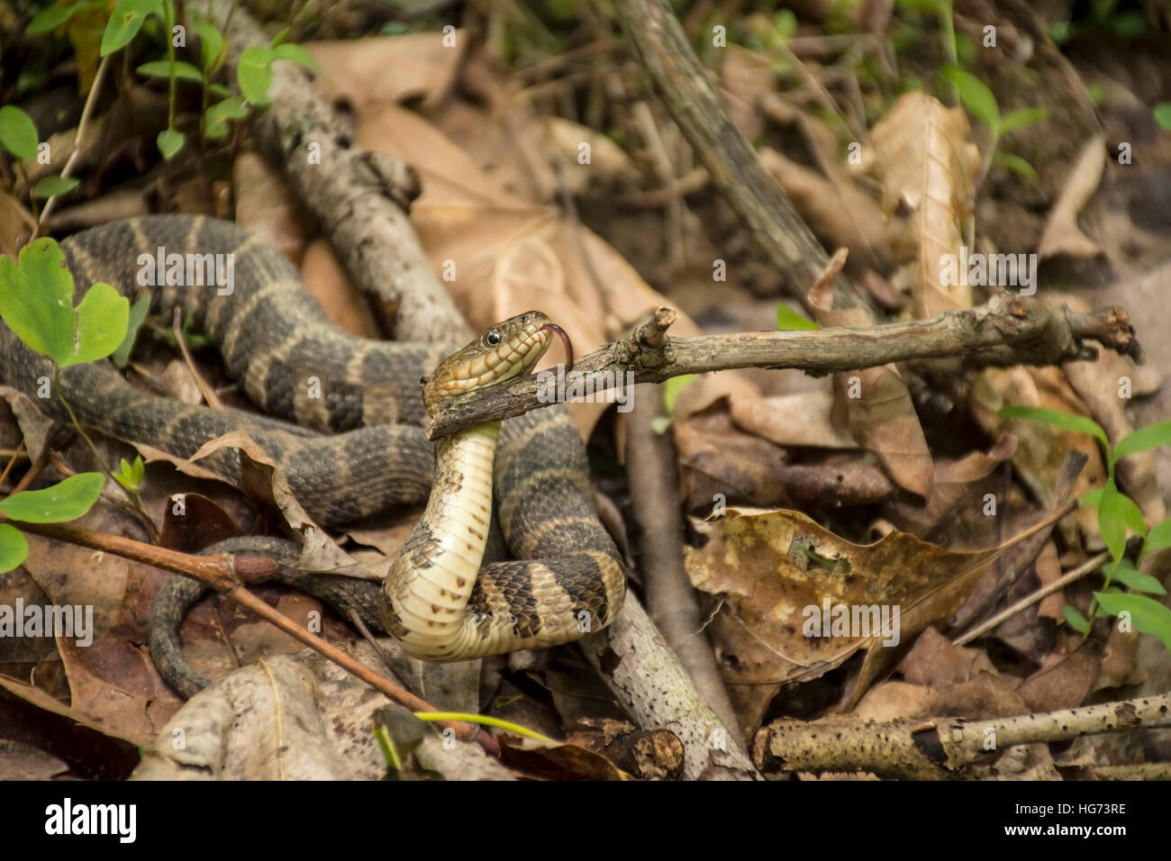 A Northern water snake being held up by a twig, showing its tongue. Stock Photo