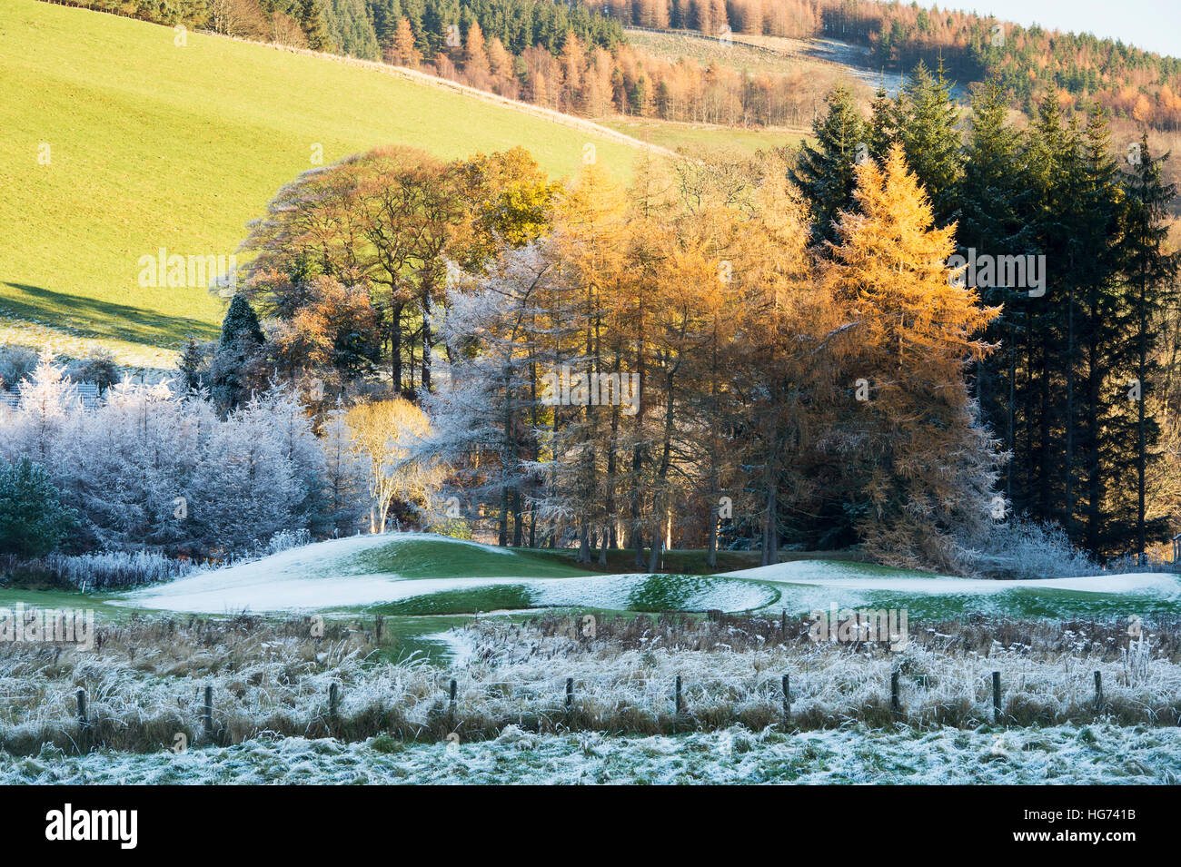 Late afternoon frosty winter trees in the Scottish borders. Scotland Stock Photo Alamy