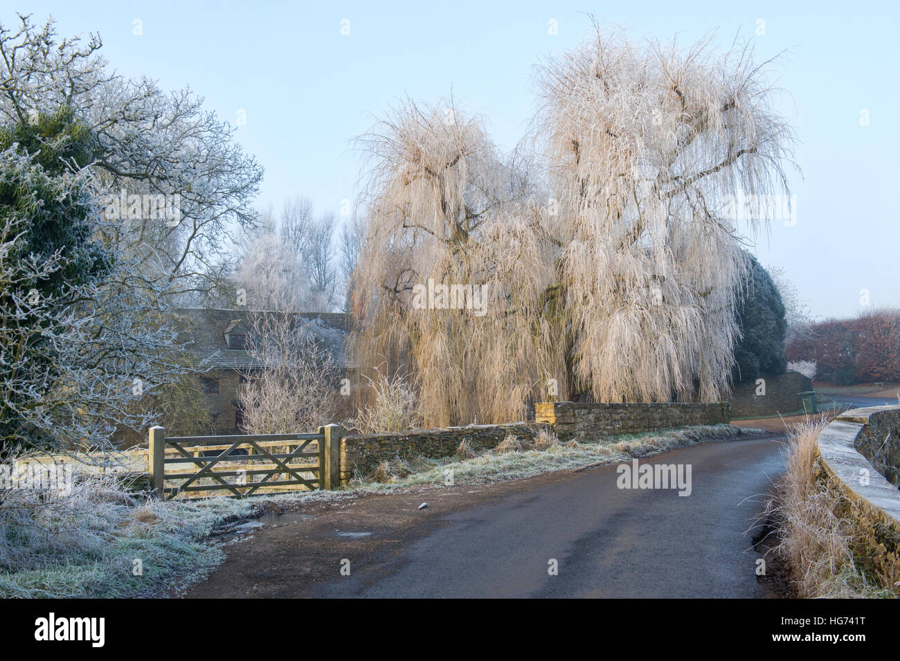 Weeping Willow Tree Botanical Stock Photos & Weeping Willow Tree