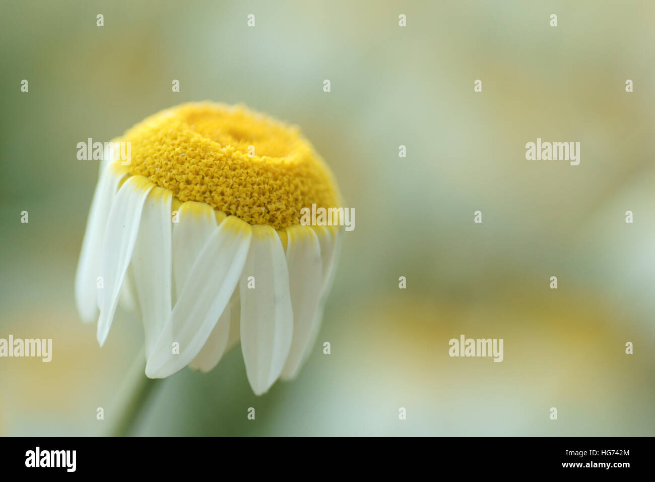 Anthemis flowers hi-res stock photography and images - Alamy