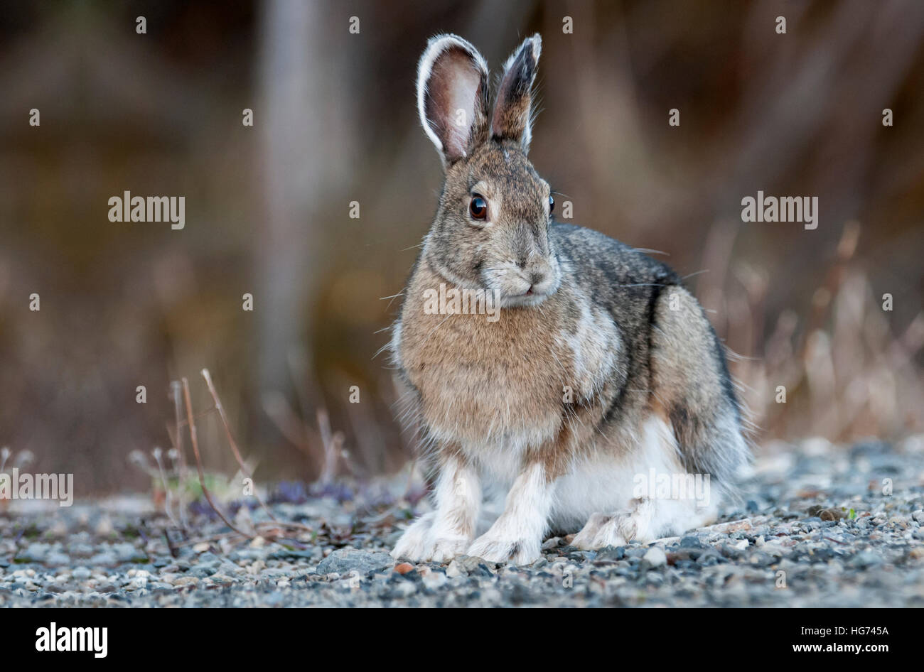Snowshoe hare in spring pelage change, Alaska Stock Photo Alamy