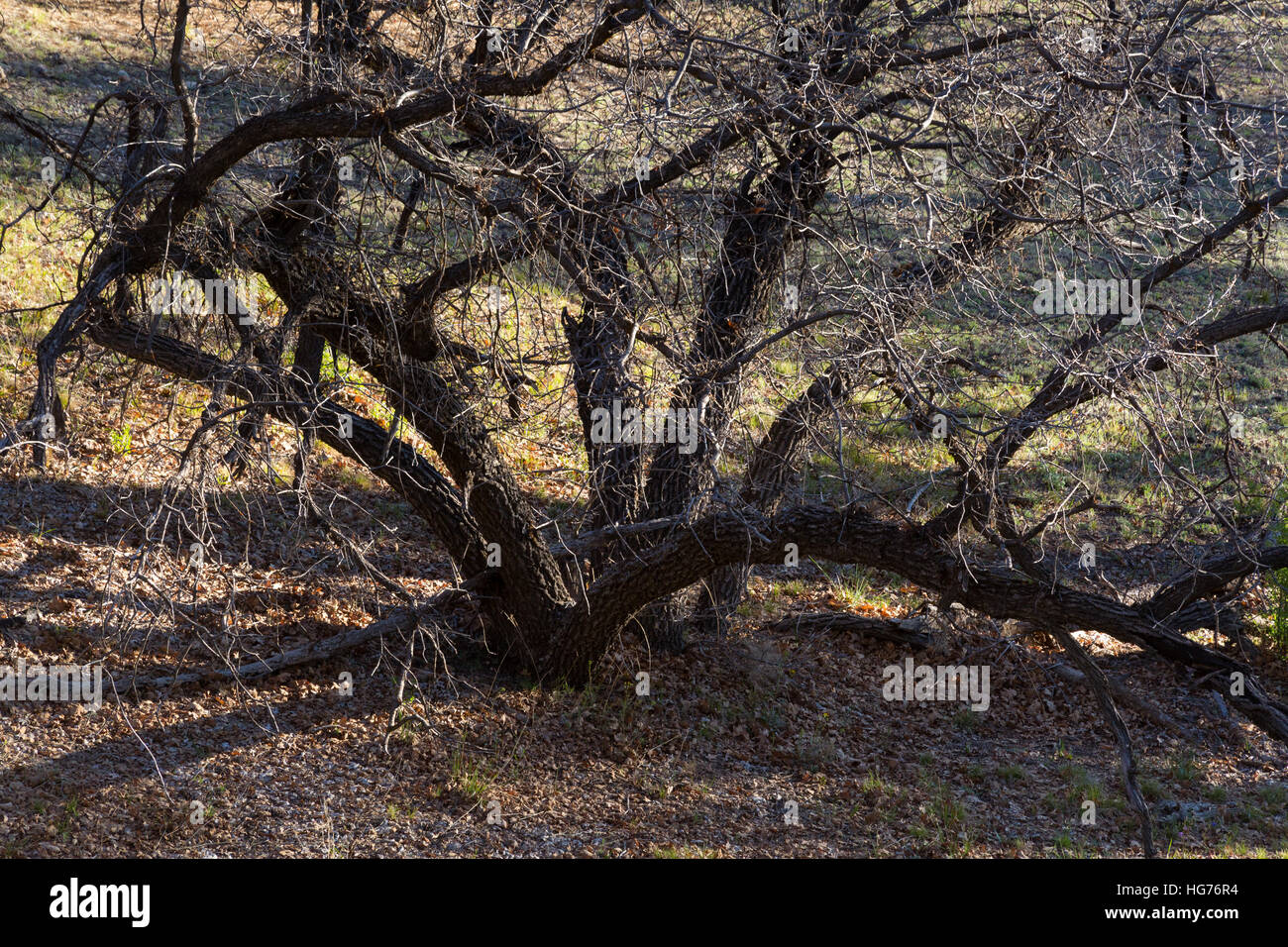 An oak tree sprawling out in a grassy meadow on the Coconino Rim. Kaibab National Forest, Arizona Stock Photo