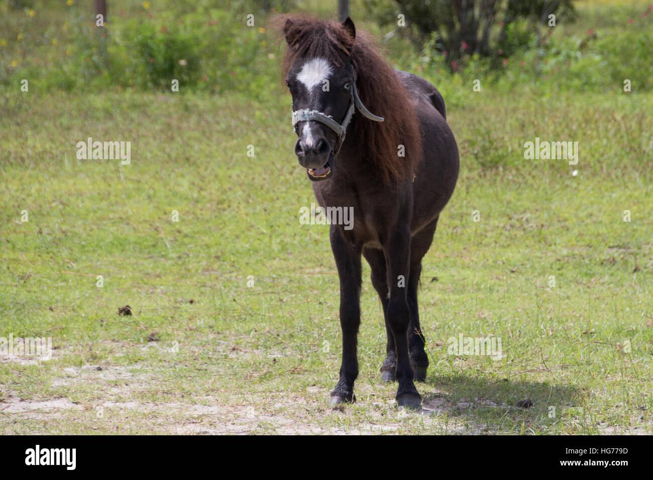 A mini pony Stock Photo