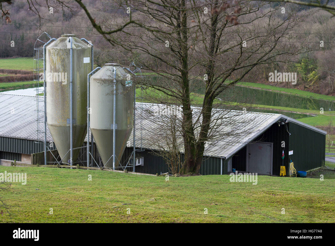 Hirwaun Isaf Farm poultry chicken turkey farm in Pontyberem, Carmarthen, South Wales, UK Stock Photo