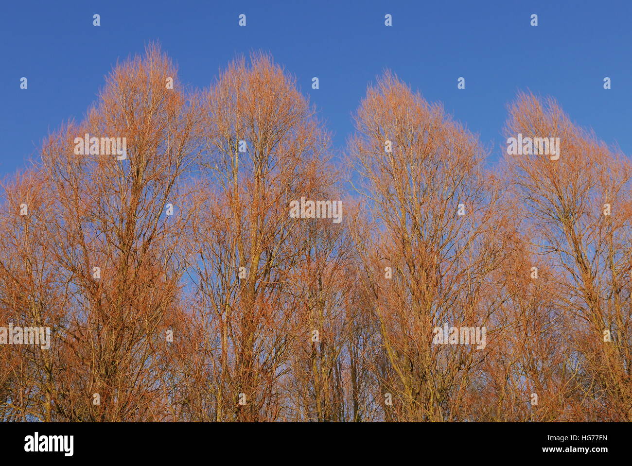 Red coloured trees against blue sky in WInter Stock Photo